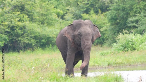 A majestic Sri Lankan elephant (Elephas maximus maximus) roaming through the grasslands of Udawalawe National Park, Sri Lanka, in its natural habitat.
