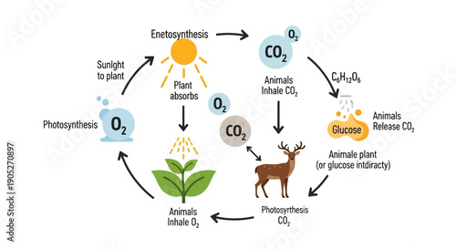 Photosynthesis and Respiration Cycle Diagram