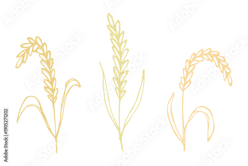 Set of hand drawn cereal wheat oat rye barley rice ears spikelet clipart Organic wheat bread agriculture farming harvest healthy food Single element for design print packaging label decor