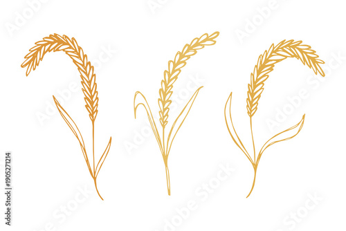Set of hand drawn cereal wheat oat rye barley rice ears spikelet clipart Organic wheat bread agriculture farming harvest healthy food Single element for design print packaging label decor