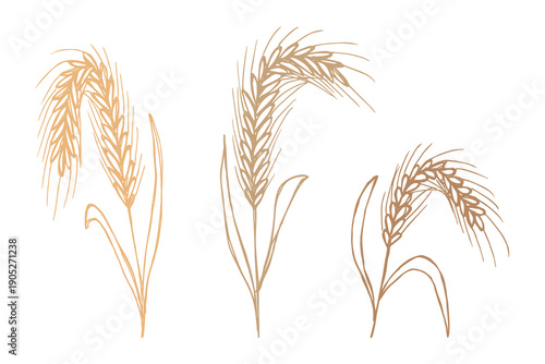 Set of hand drawn cereal wheat oat rye barley rice ears spikelet clipart Organic wheat bread agriculture farming harvest healthy food Single element for design print packaging label decor