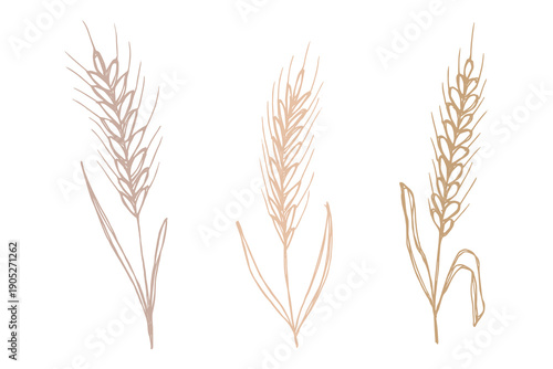 Set of hand drawn cereal wheat oat rye barley rice ears spikelet clipart Organic wheat bread agriculture farming harvest healthy food Single element for design print packaging label decor
