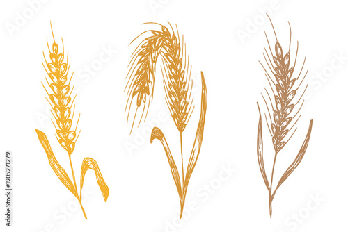 Set of hand drawn cereal wheat oat rye barley rice ears spikelet clipart Organic wheat bread agriculture farming harvest healthy food Single element for design print packaging label decor