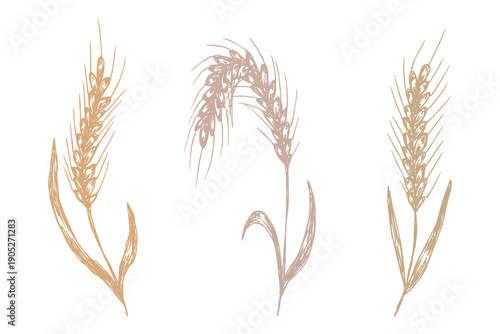 Set of hand drawn cereal wheat oat rye barley rice ears spikelet clipart Organic wheat bread agriculture farming harvest healthy food Single element for design print packaging label decor
