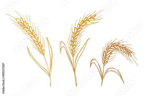 Set of hand drawn cereal wheat oat rye barley rice ears spikelet clipart Organic wheat bread agriculture farming harvest healthy food Single element for design print packaging label decor