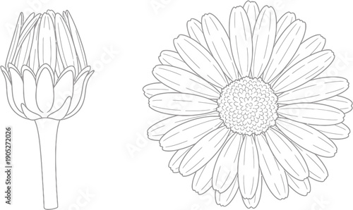 Botanical line art illustration depicting the growth stages of a flower, showcasing both a tightly closed bud and a beautifully open blossom with intricate details