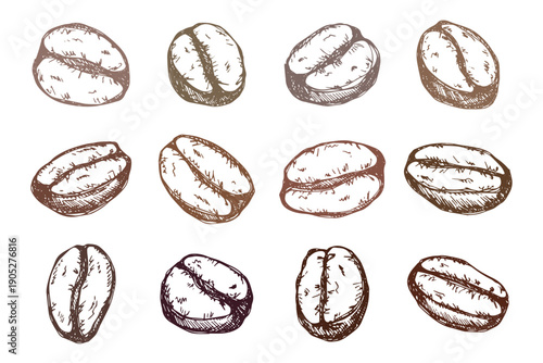 Set of hand drawn fresh roasted coffee bean Arabica robusta seed doodle Single element for design print packaging label decor