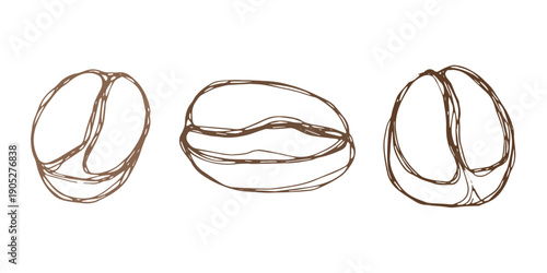 Set of hand drawn fresh roasted coffee bean Arabica robusta seed doodle Single element for design print packaging label decor