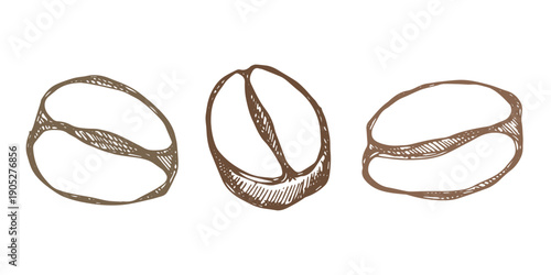 Set of hand drawn fresh roasted coffee bean Arabica robusta seed doodle Single element for design print packaging label decor