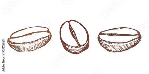 Set of hand drawn fresh roasted coffee bean Arabica robusta seed doodle Single element for design print packaging label decor