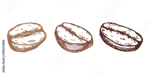 Set of hand drawn fresh roasted coffee bean Arabica robusta seed doodle Single element for design print packaging label decor