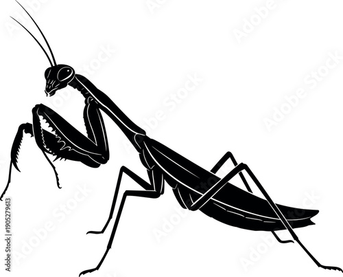 Black and white praying mantis illustration, insect silhouette drawing, detailed forearms posture, entomology vector art, nature inspired design, biological insect study