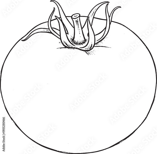 Fresh Tomato Minimal Outline Vector Icon