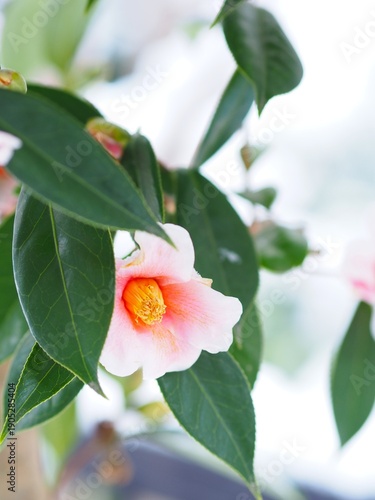 ピンク色の椿の花
