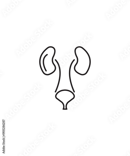 kidney icon, vector best line icon.