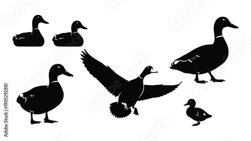 A group of ducks in various poses and sizes on a white background Vector