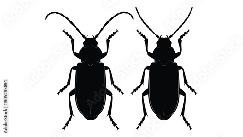Two black beetles facing each other with long antennae on a white background Vector