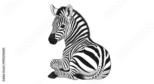 Adorable Baby Zebra Sitting Gracefully on White Background.