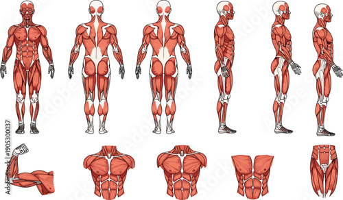 Detailed anatomical illustration of human muscular system, front back and side views, color coded muscles, medical educational vector artwork, fitness training design