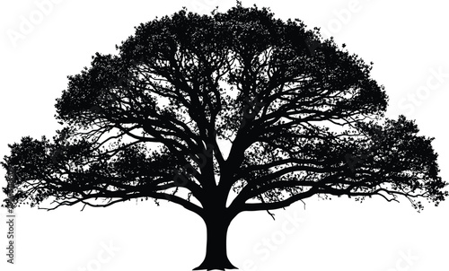 Silhouette vector illustration of mature tree with wide canopy, thick trunk, balanced branches, natural growth symbol, environmental design element for creative graphics