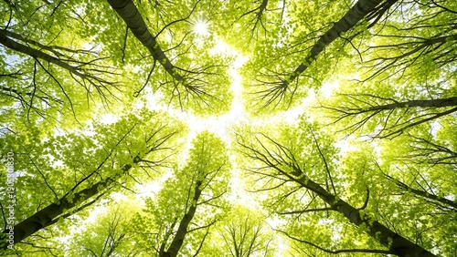 Towering trees stretch skyward to form a luminous green canopy, their branches converging around a radiant patch of light, creating a living forest cathedral where fresh leaves, sunlight, and soaring 