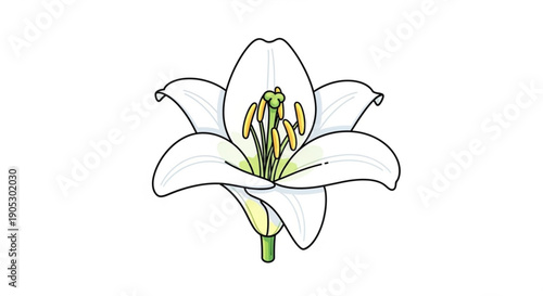 Beautiful white lily flower with yellow stamens and green stem isolated on plain background