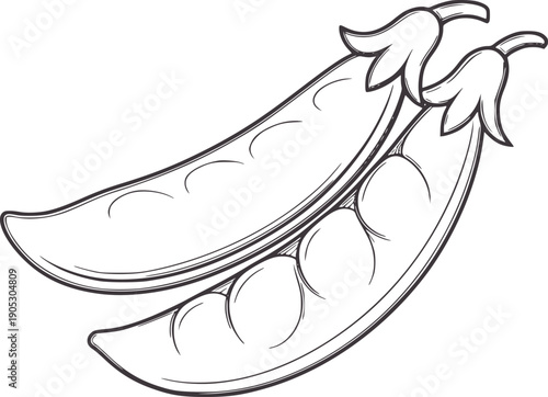 Minimalist pencil of two open pea pods with peas outline food