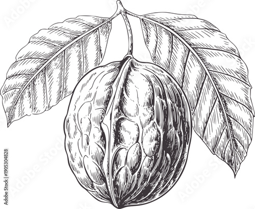 Pen and ink botanical of a ripe cacao pod with leaves fruit leaf
