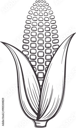 Of a single ear of corn with husks food harvest agriculture