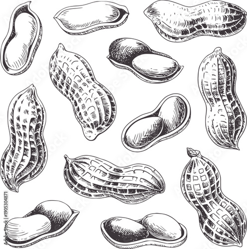 Pen and ink botanical of various peanuts legume shell