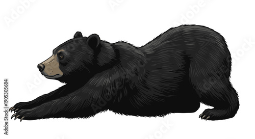 Black Bear Stretching on White Background.