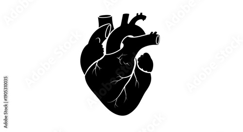 Black Silhouette of a Human Heart Anatomical Illustration.