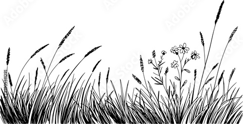 Black and white of wild grass and delicate flowers a white background meadow nature