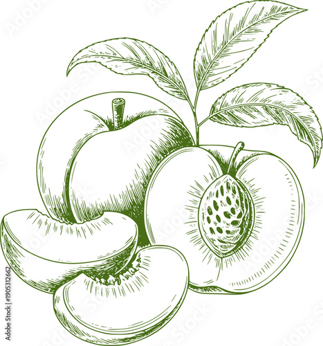 Green pen and ink of whole and sliced peaches with leaves fruit