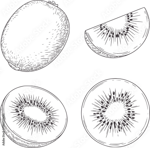 Hand drawn kiwi fruit whole and sliced in black ink half