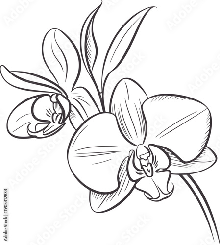 Minimalist line of two orchid flowers and leaves botanical