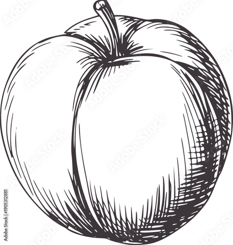 Pen and ink of a single ripe peach fruit food