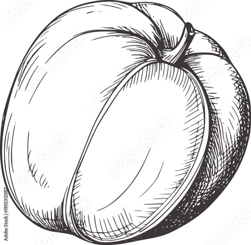 Pen and ink of a single peach with a stem fruit food