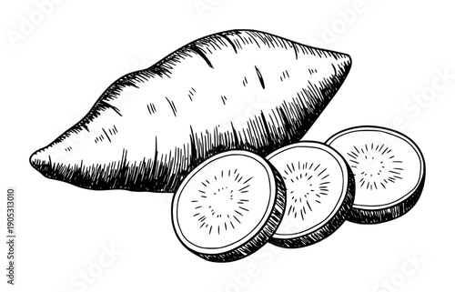 Hand drawn of a whole sweet potato and slices white background sliced root
