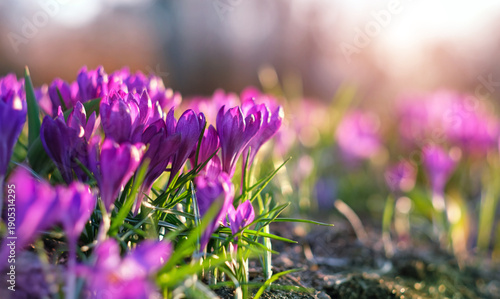 beautiful colorful purple flowers of crocus close up in garden, sunny nature background. bright landscape with crocuses first spring flowers. symbol of early spring season, awakening of nature