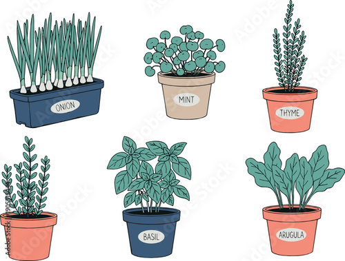 Hand drawn herb illustration set with potted mint basil thyme chives and arugula plants in flat style for kitchen gardening and culinary designs