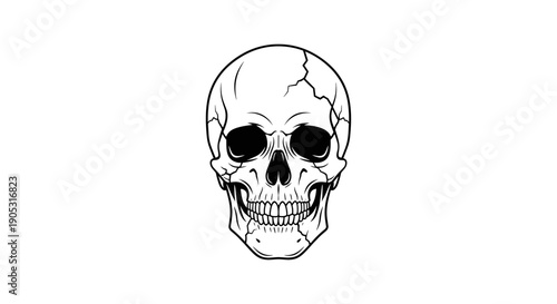 Cracked Human Skull Illustration Front View.
