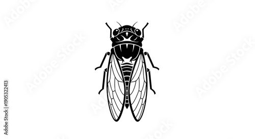 Detailed Black and White Illustration of a Cicada Insect.
