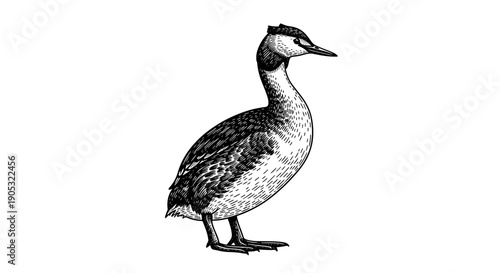 Detailed Black and White Illustration of a Great Crested Grebe Bird.