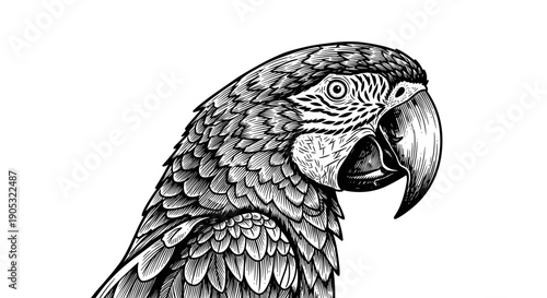 Detailed Black and White Illustration of a Macaw Parrot Head.
