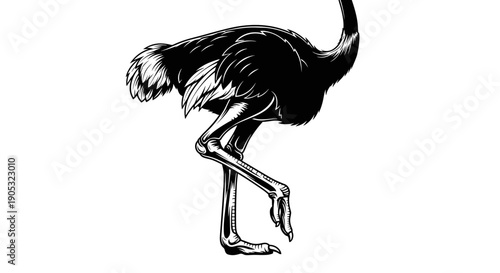 Detailed Black and White Illustration of an Ostrich.
