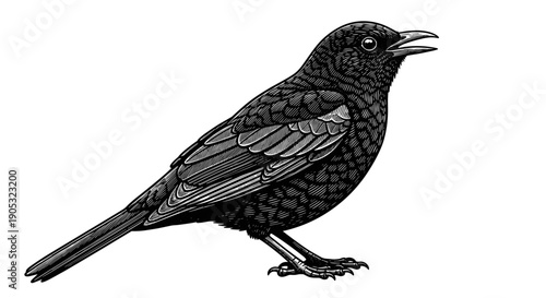 Detailed Black Bird Illustration with Open Beak.