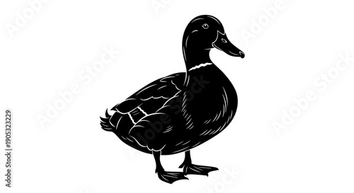 Detailed Black Silhouette of a Mallard Duck Standing Proudly.