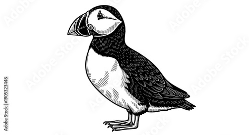 Detailed Engraving of a Puffin Bird Standing Proudly.