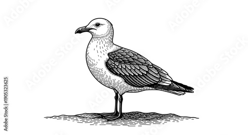 Detailed Engraving of a Standing Seagull Bird.